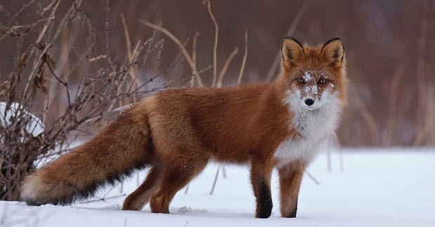Red Fox 3